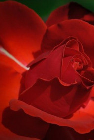 Натали Якобсон - На балу у демонов