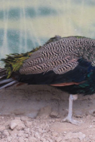 Обложка книги Сказка о шахзоде Анваре. И о том, как он нашёл свою суженную.