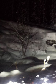 Обложка книги Ночной шорох.