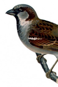 Фоксли Галактика - Клан Стального воробья