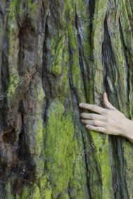 Обложка книги От кроны до корней и обратно