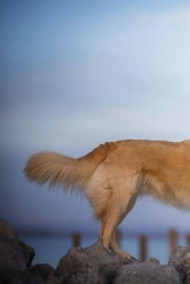 Обложка книги Смотрительница маяка