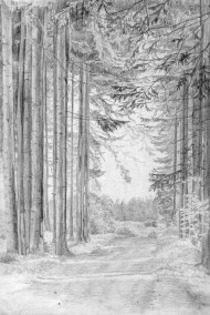 Обложка книги Почему нужно беречь лес?