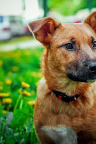 Обложка книги Гром 6