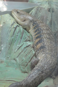 Обложка книги Из Валахии - с любовью!..