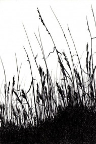 Обложка книги Тень полей