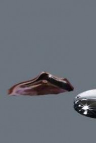 Обложка книги Новый мир