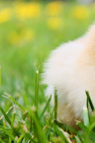 Solovei - Цыплёнок