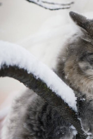 Постников Юрий - Зимний кот