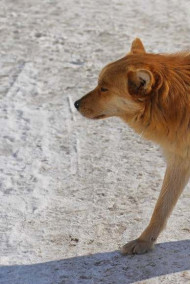 Обложка книги Гром