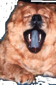 Обложка книги Параллельный спецназ