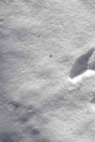 Сергей Савин - Лисья охота