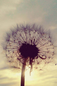 Обложка книги День, цветная вечность