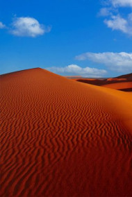 Посеявший ветер.