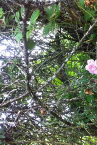 Обложка книги Козетта