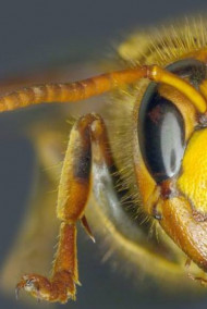 Обложка книги Янтарные капли.