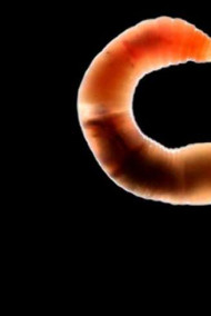 Мансуров Андрей - Другое солнце