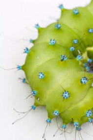 Мансуров Андрей - Прямоходящие двуногие.