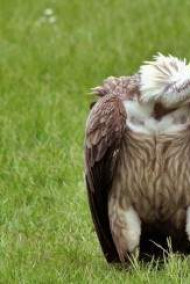 Maxime - Падальщик