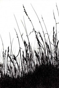 Обложка книги Тень полей