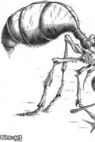 Обложка книги Муравей убийца