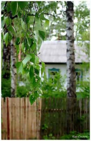 Обложка книги Горечь березового сока