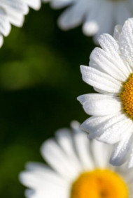 Актриса и Президент