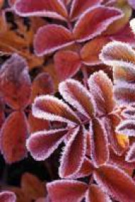 Обложка книги Флейта Крысолова