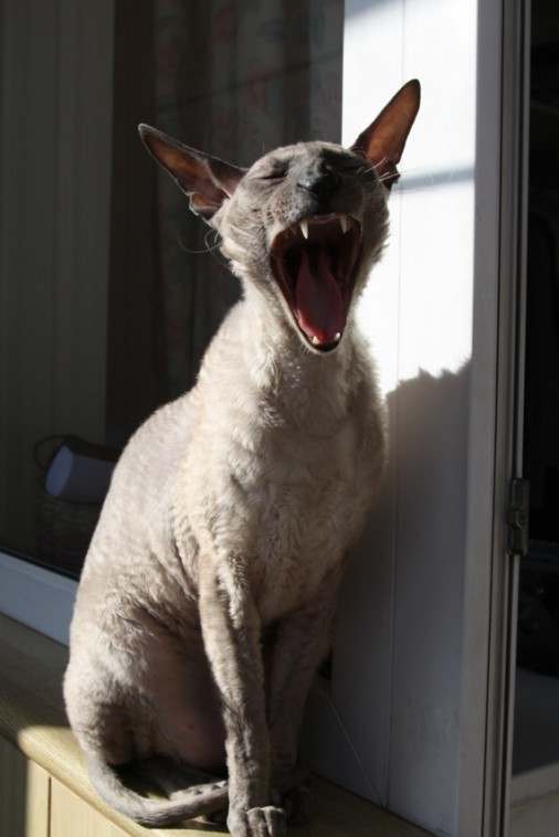 Яков (Прозелит) Томилко