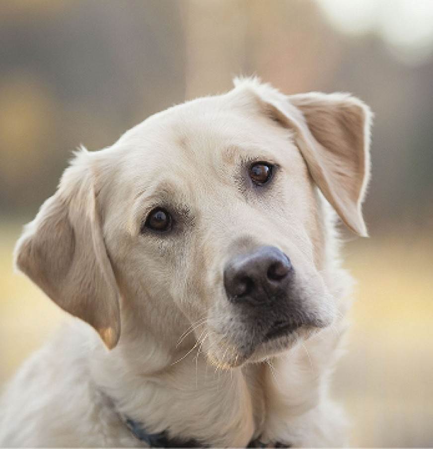 Александр Комаров