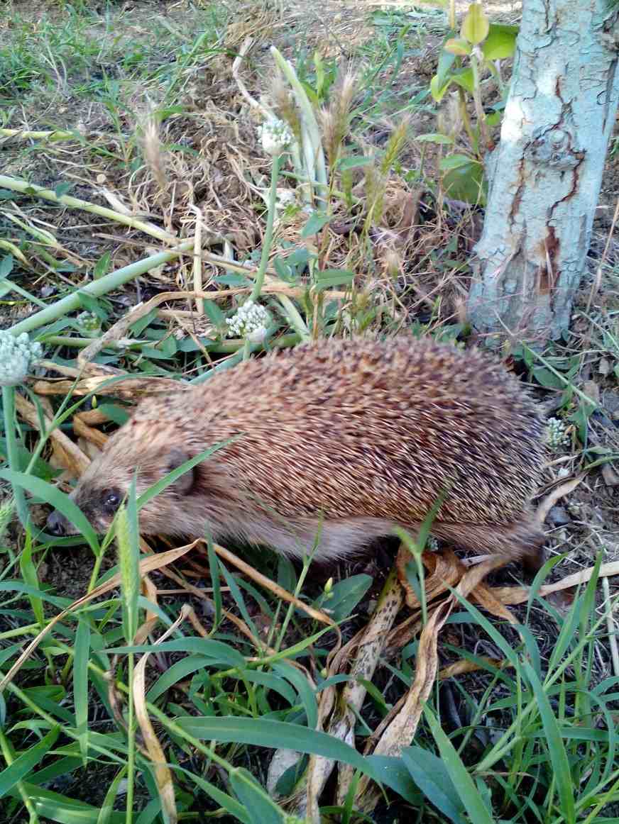 Скуратов Константин