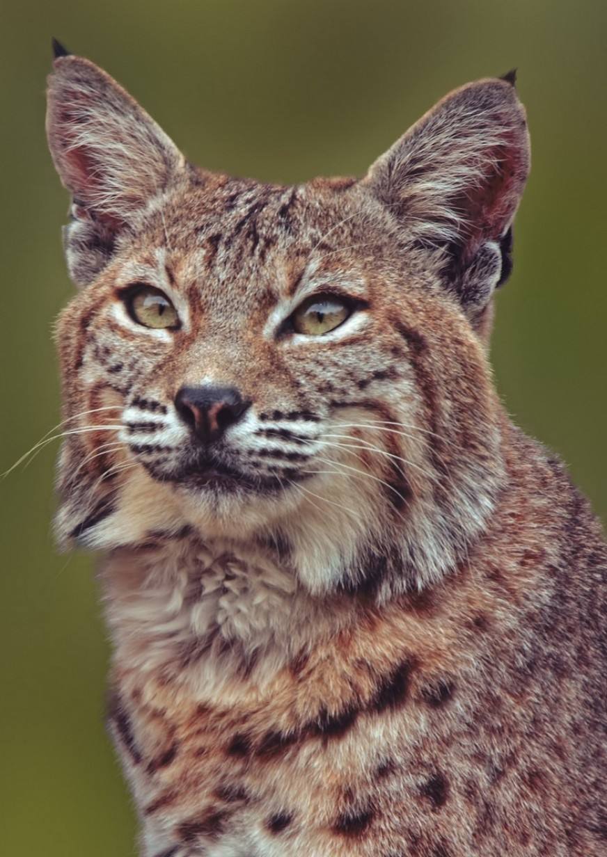 Андрей Грамман