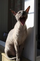 Яков (Прозелит) Томилко