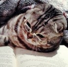 Александр Шихорин